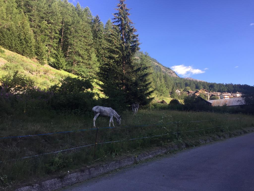 Hotel Camping Grivola Valsavarenche Zewnętrze zdjęcie